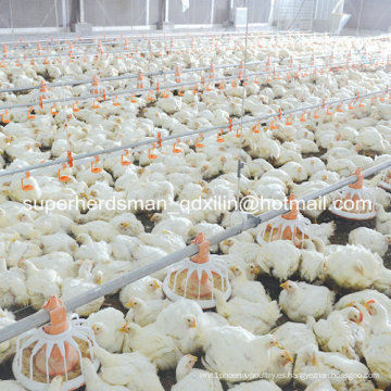 Equipo de granja avícola automática de venta caliente para granja de pollos
